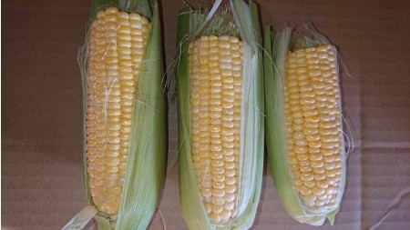 地方創生青農產品－水果玉米
