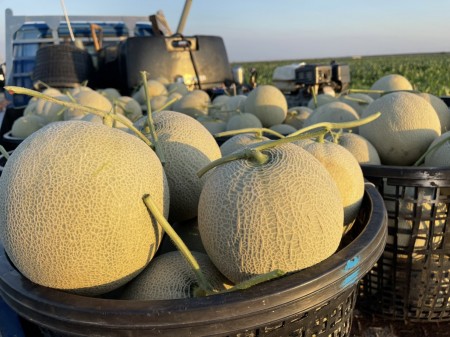 地方創生青農產品－洋香瓜
