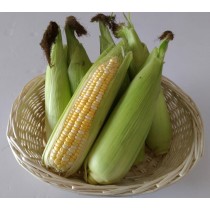 水果玉米（30斤免運)